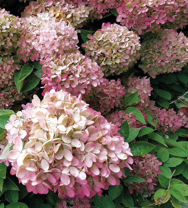 1 kpl Syyshortensia ’Pink Lady’