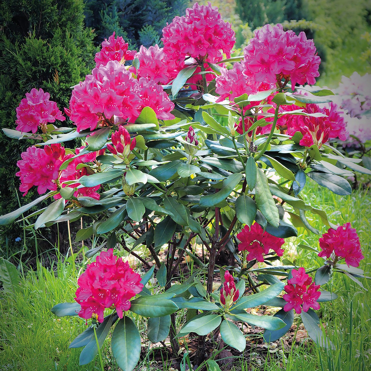 1 kpl Alppiruusu ’Rosea’