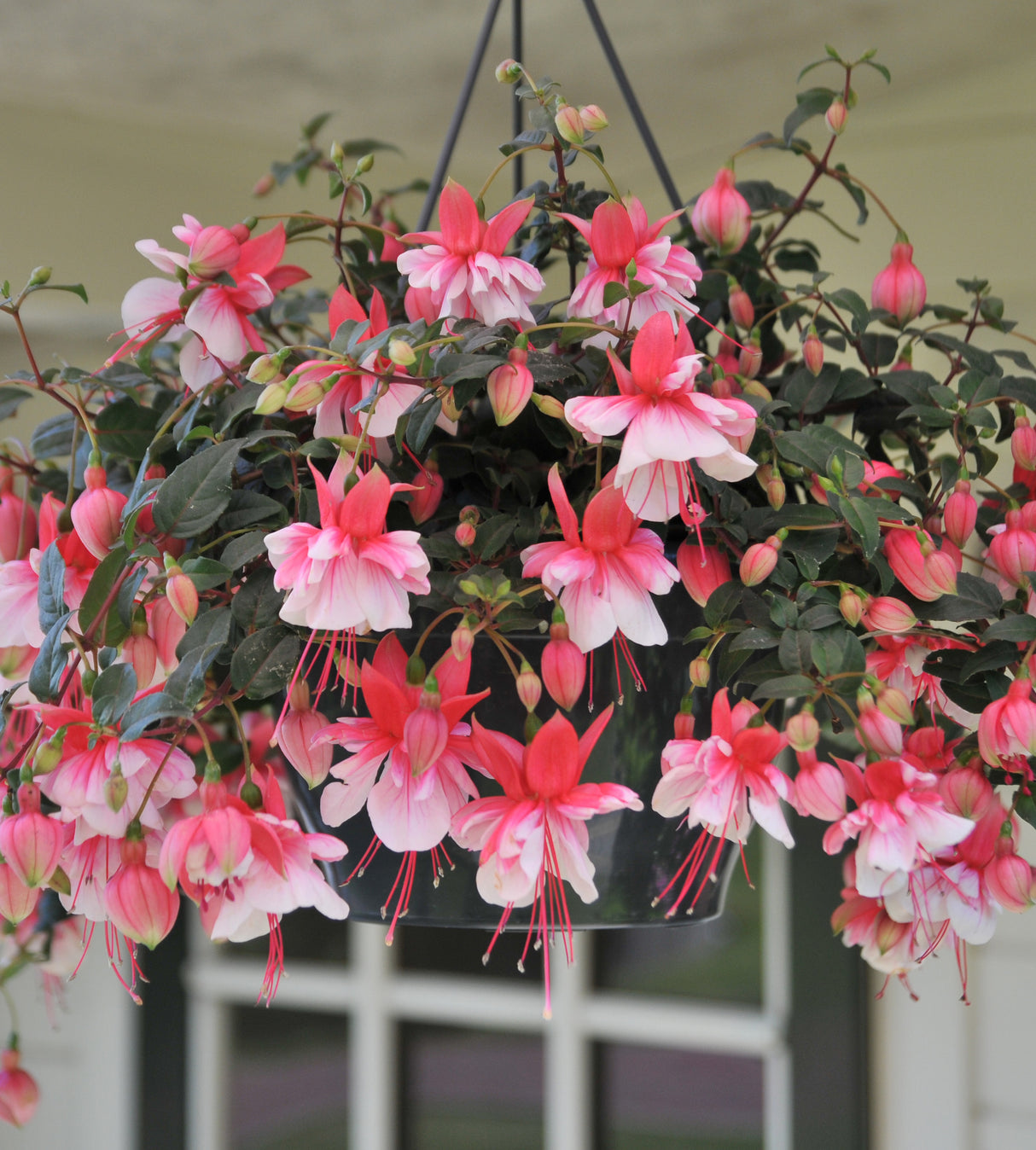 3 kpl Verenpisara ’El Camino’