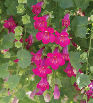 Amppelivaula 'Compact Pink' 4 kpl