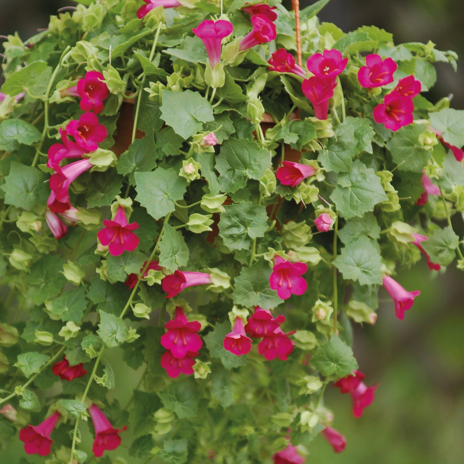 Amppelivaula 'Compact Pink' 4 kpl