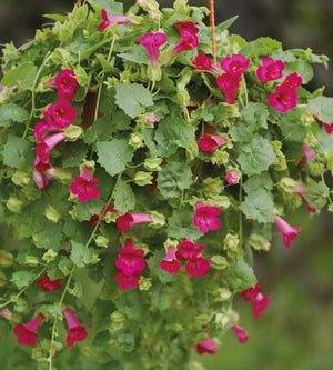 Amppelivaula 'Compact Pink' 4 kpl