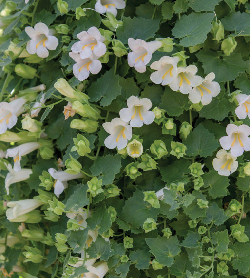 4 kpl Amppelivaula 'Compact White'