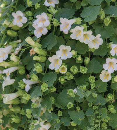 4 kpl Amppelivaula 'Compact White'