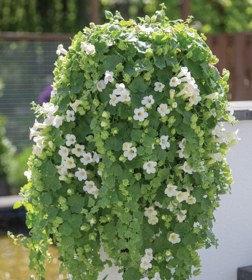 Amppelivaula 'Compact White' 4 kpl