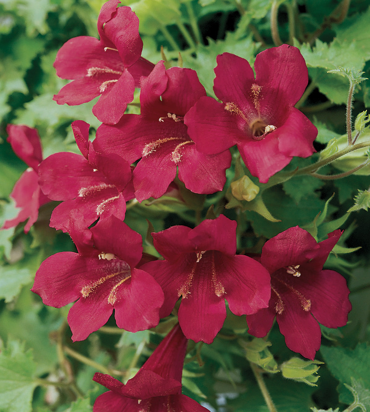 Amppelivaula 'Wine-Red' 4 kpl