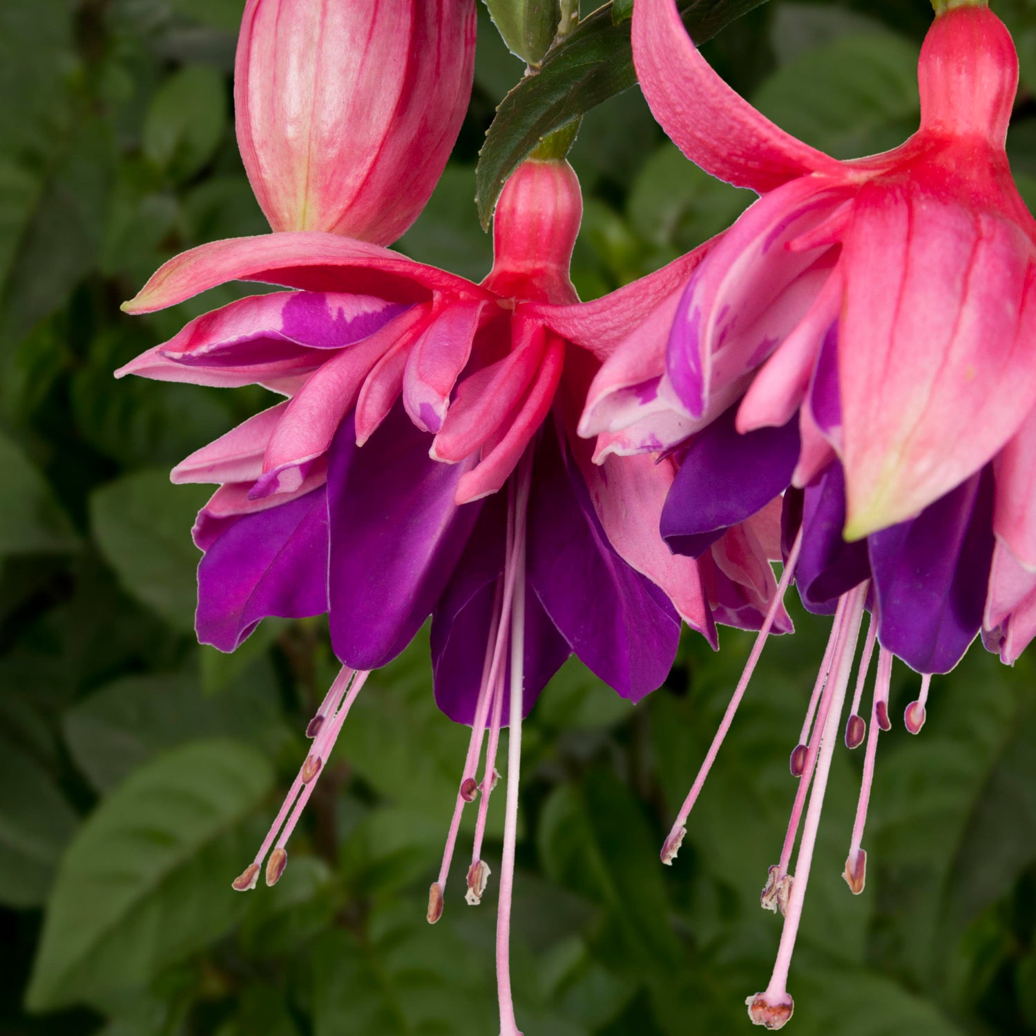 3 kpl Verenpisara 'Rocket Fire’
