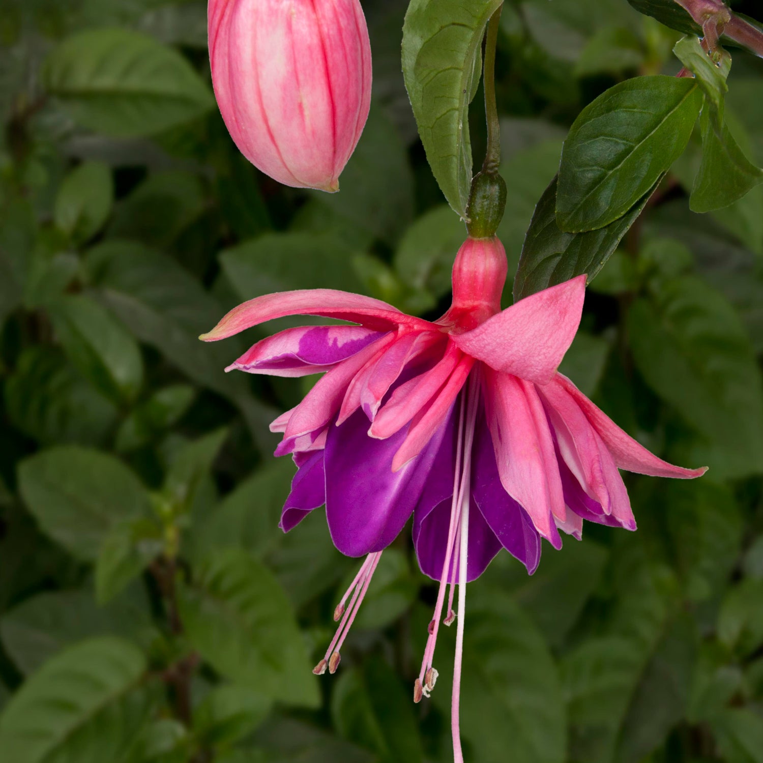 3 kpl Verenpisara 'Rocket Fire’