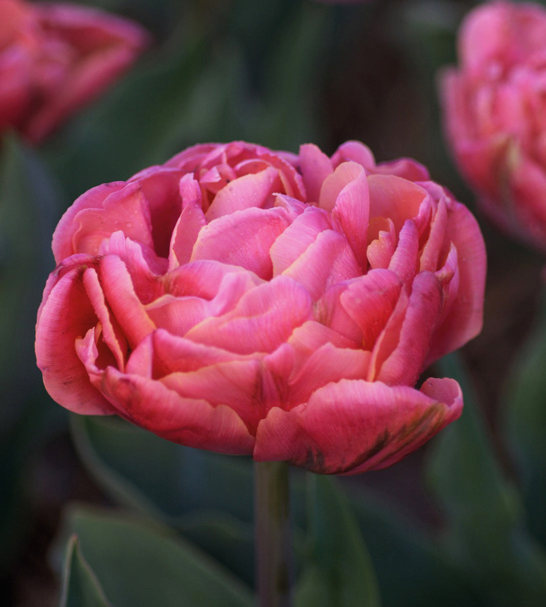 5 kpl Tulppaani 'Amazing Grece'