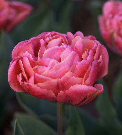 5 kpl Tulppaani 'Amazing Grece'