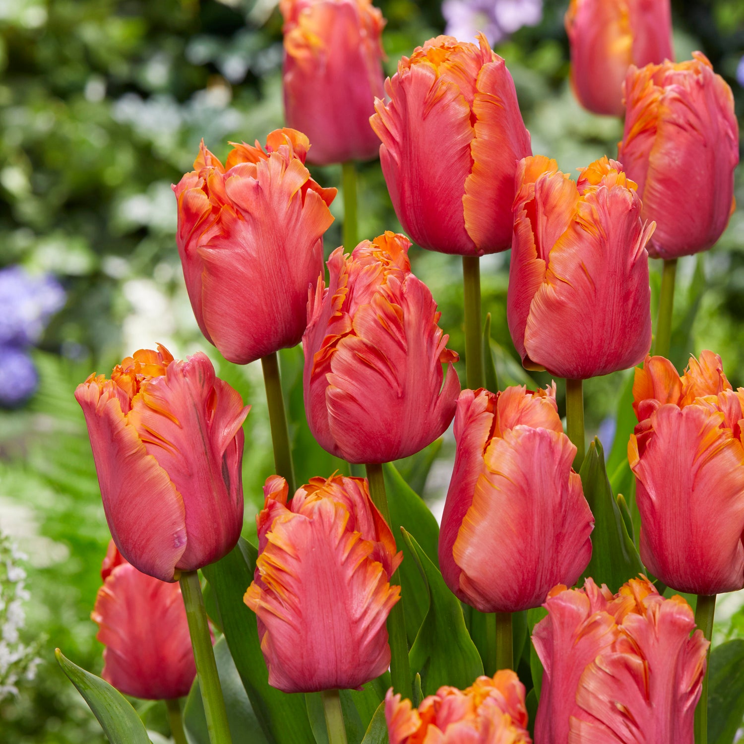 5 kpl Tulppaani 'Amazing Parrot’