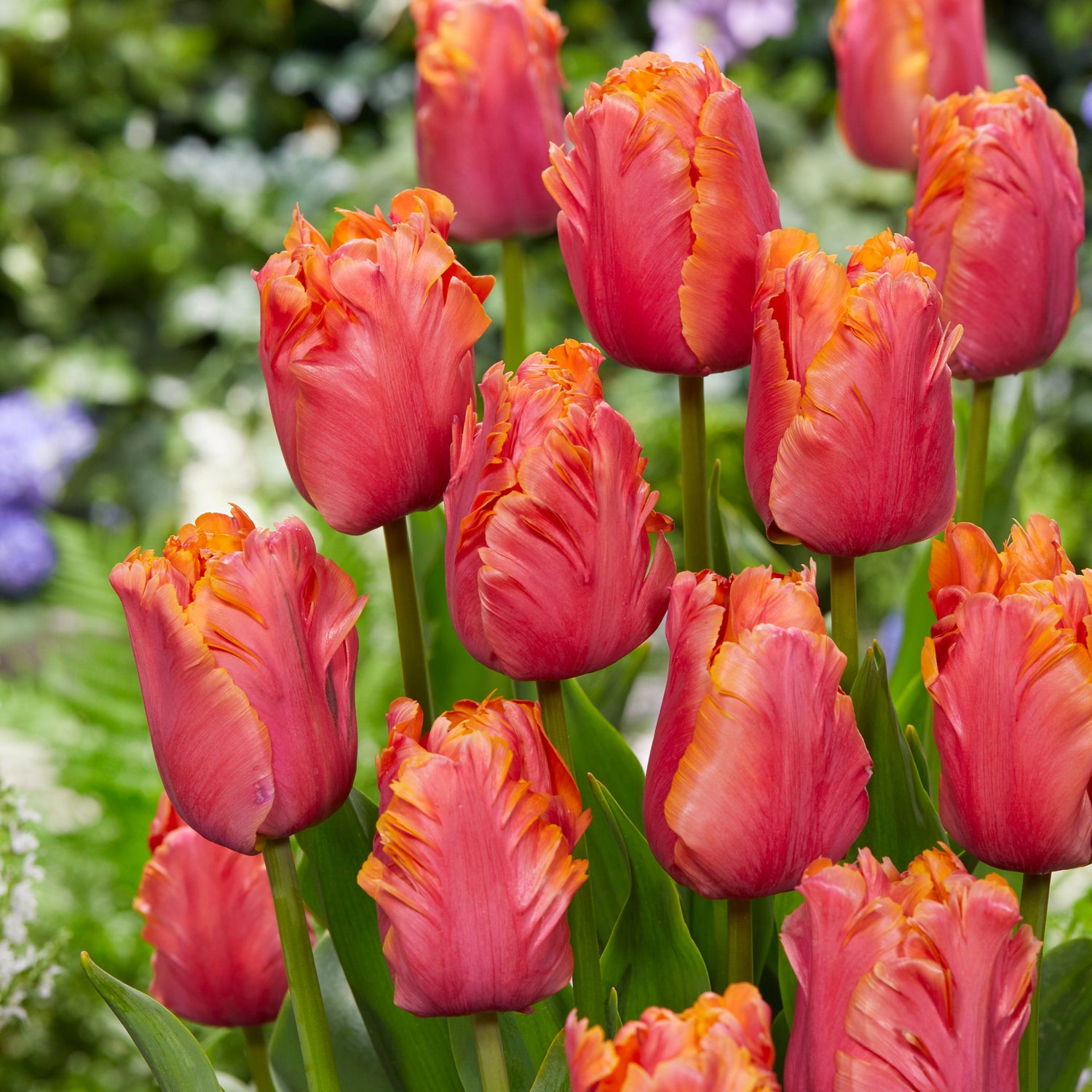 15 kpl Tulppaani 'Amazing Parrot’