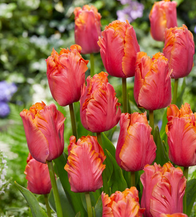 5 kpl Tulppaani 'Amazing Parrot’