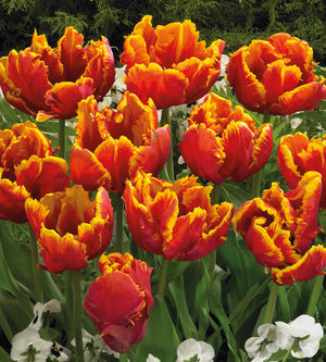 10 kpl Tulppaani 'Bright Parrot'