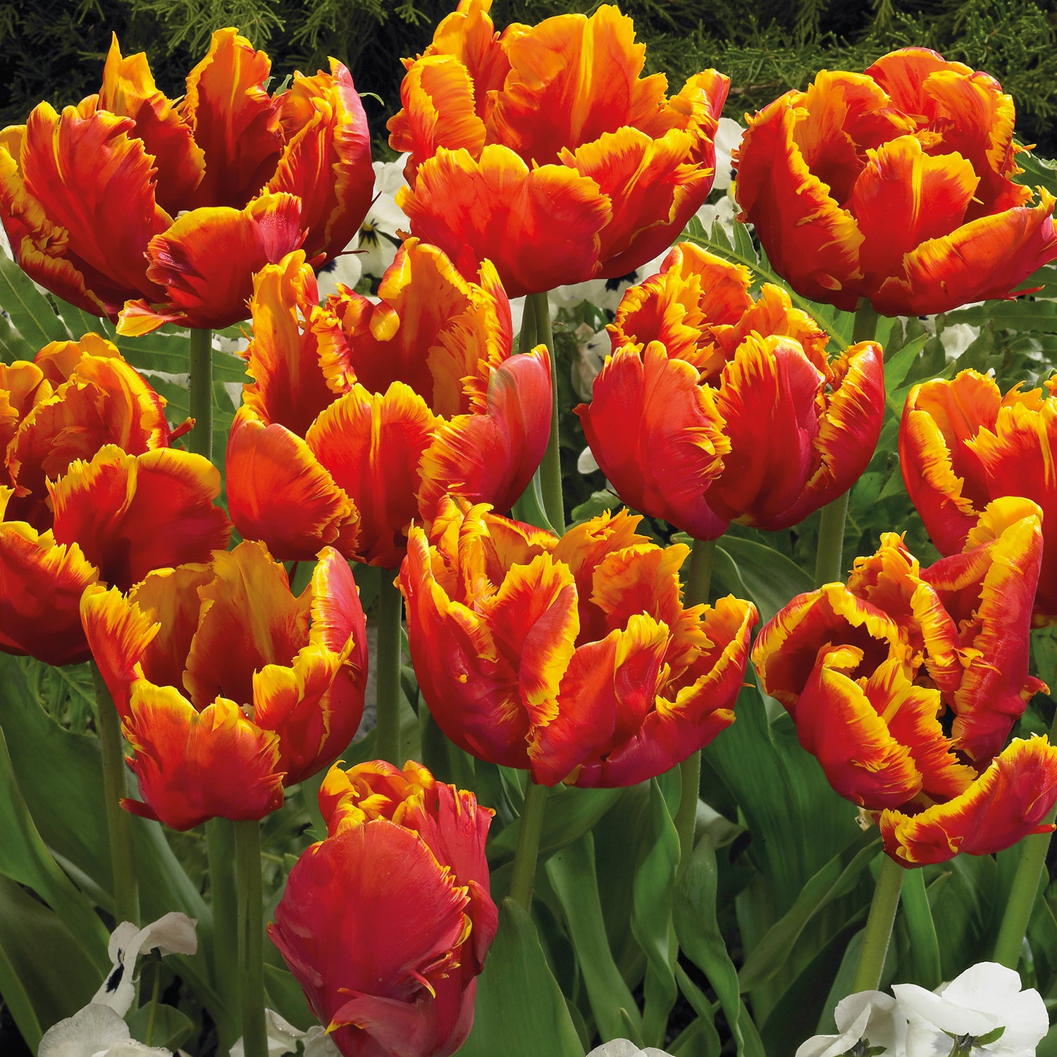 30 kpl Tulppaani 'Bright Parrot'