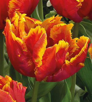 10 kpl Tulppaani 'Bright Parrot'