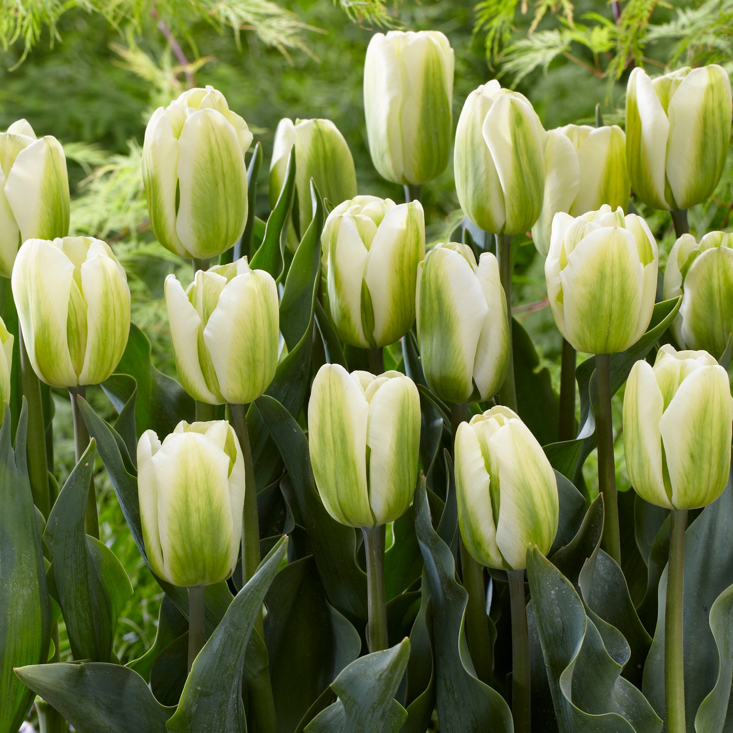 5 kpl Tulppaani ’Green Spirit’