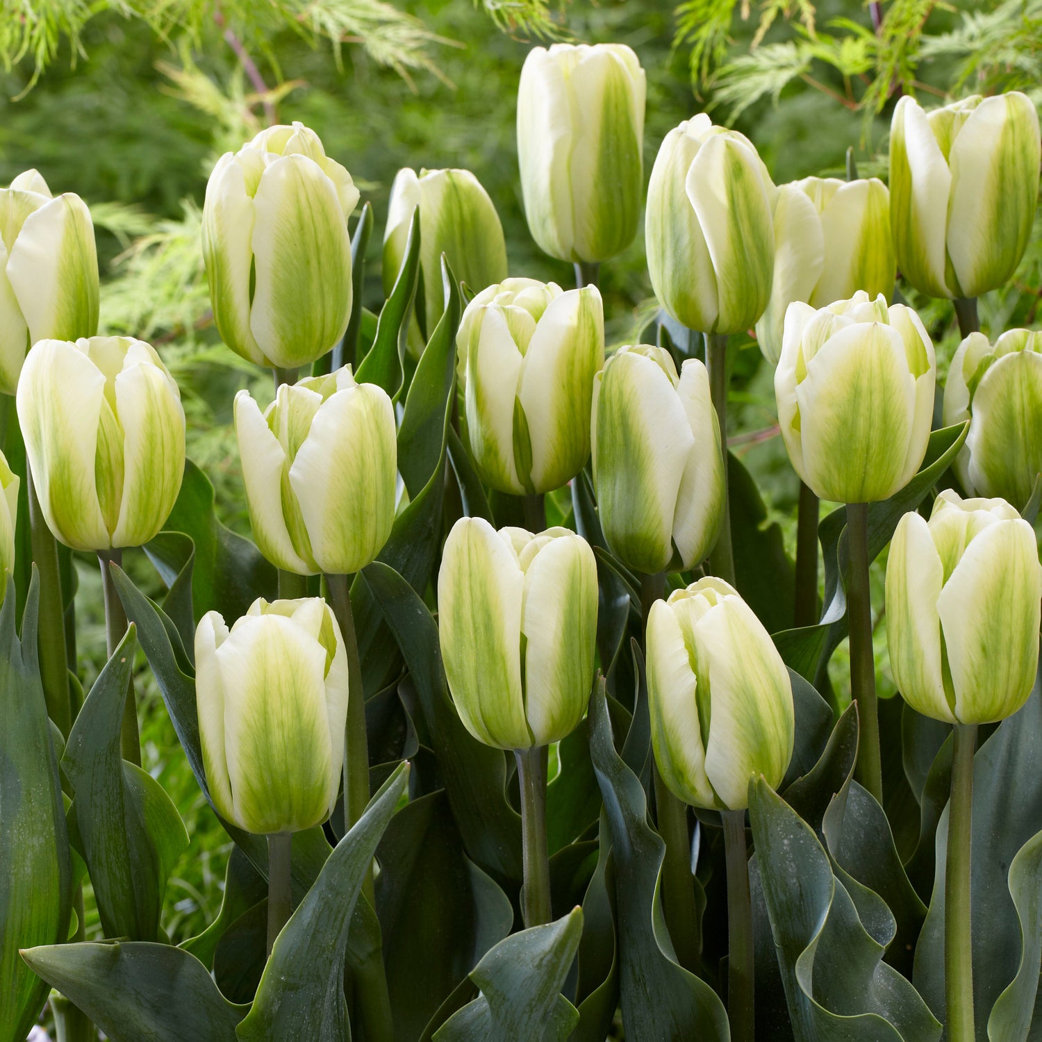 15 kpl Tulppaani ’Green Spirit’