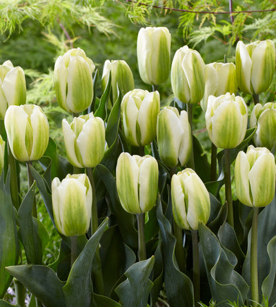 30 kpl Tulppaani ’Green Spirit’