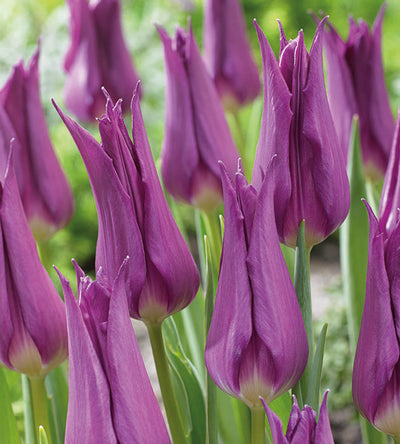 10 kpl Tulppaani ’Purple Dream’