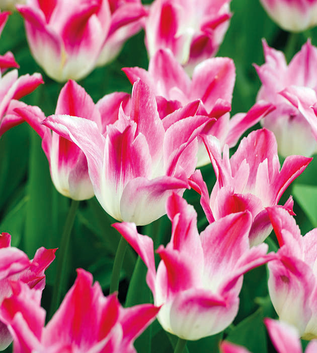 30 kpl Tulppaani ’Whispering Dream’