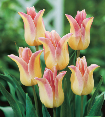 10 kpl Tulppaani 'Elegant Lady'