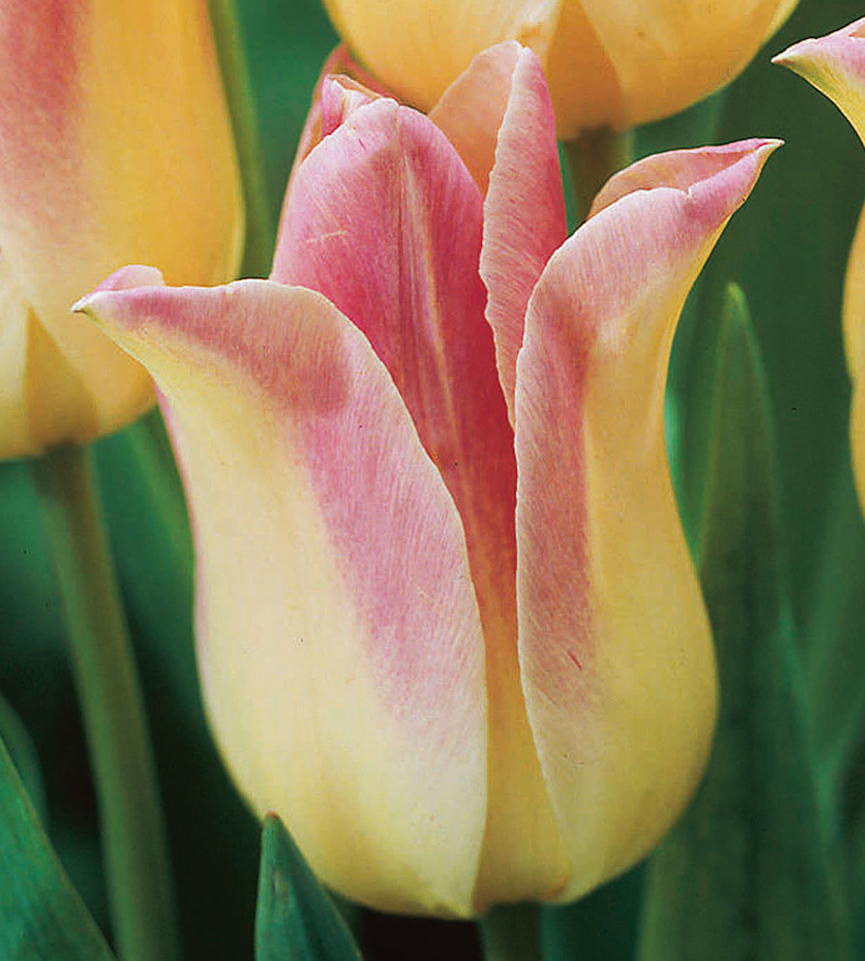 10 kpl Tulppaani 'Elegant Lady'