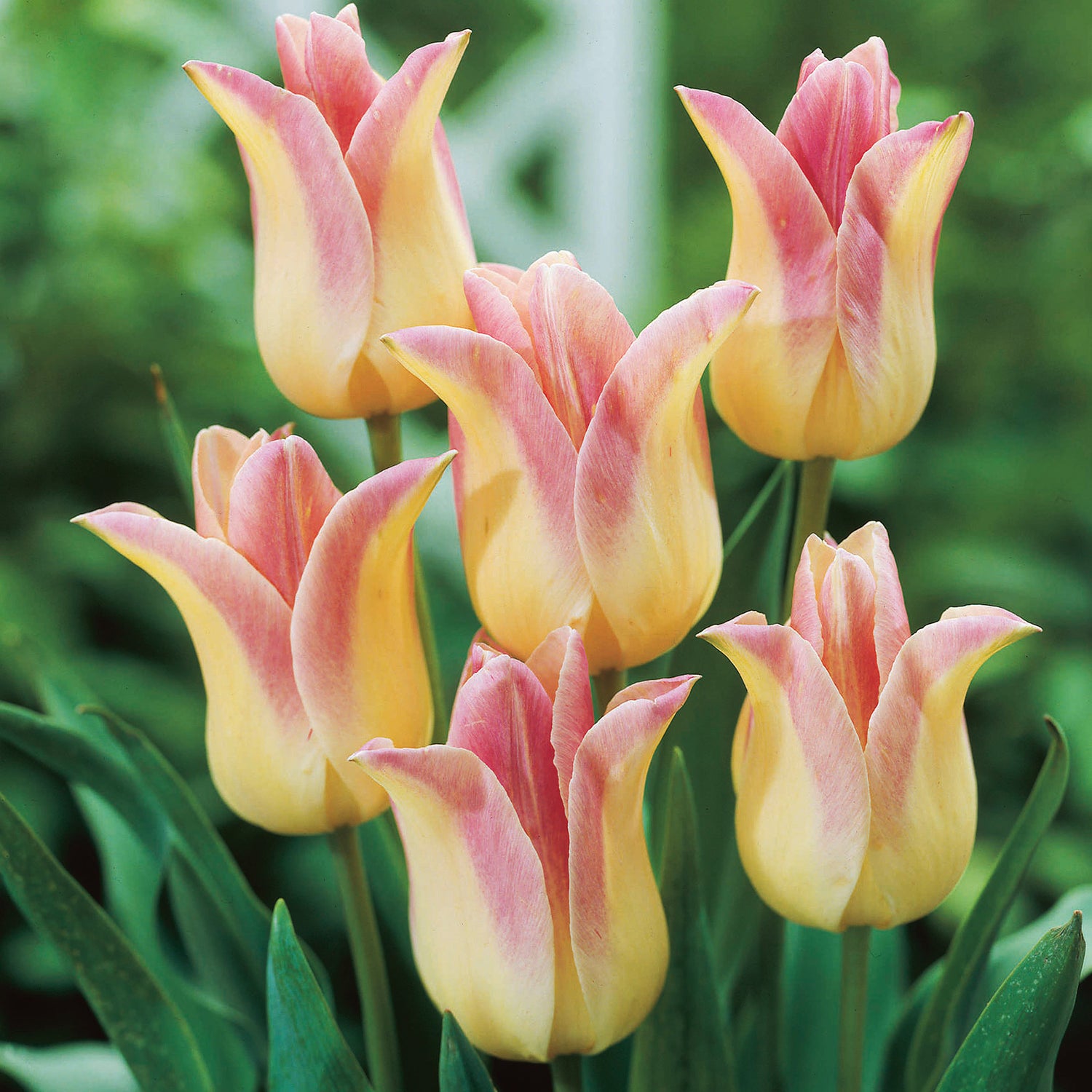 30 kpl Tulppaani 'Elegant Lady'