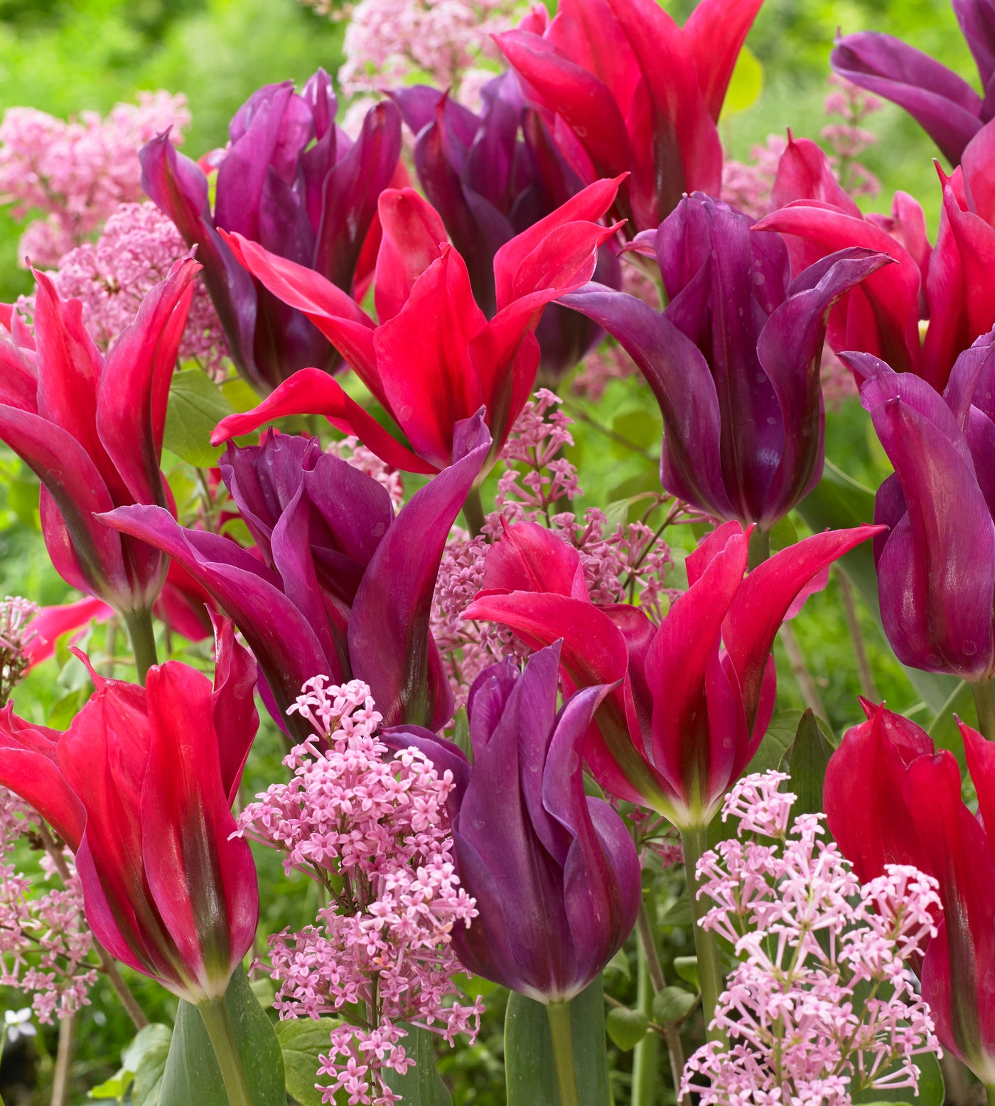 10 kpl Tulppaanilajitelma 'Doll´s'