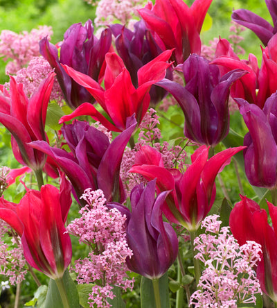 10 kpl Tulppaanilajitelma 'Doll´s'