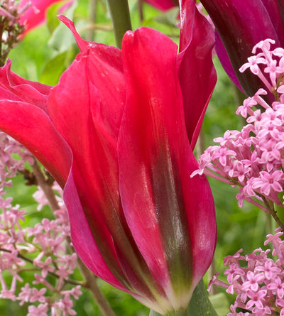 10 kpl Tulppaanilajitelma 'Doll´s'