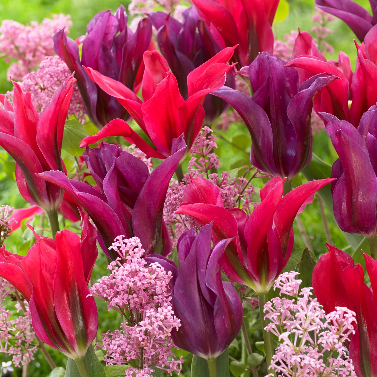 20 kpl Tulppaanilajitelma 'Doll´s'
