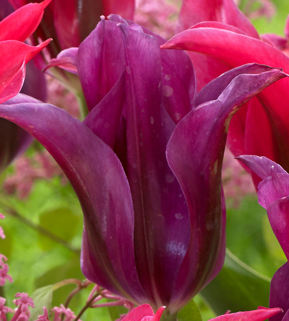 10 kpl Tulppaanilajitelma 'Doll´s'