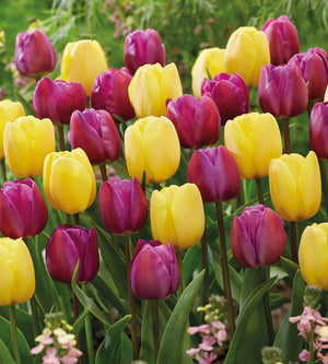 20 kpl Tulppaanilajitelma 'Happy Butterfly'