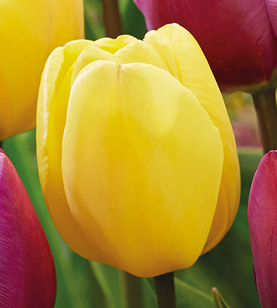 40 kpl Tulppaanilajitelma 'Happy Butterfly'