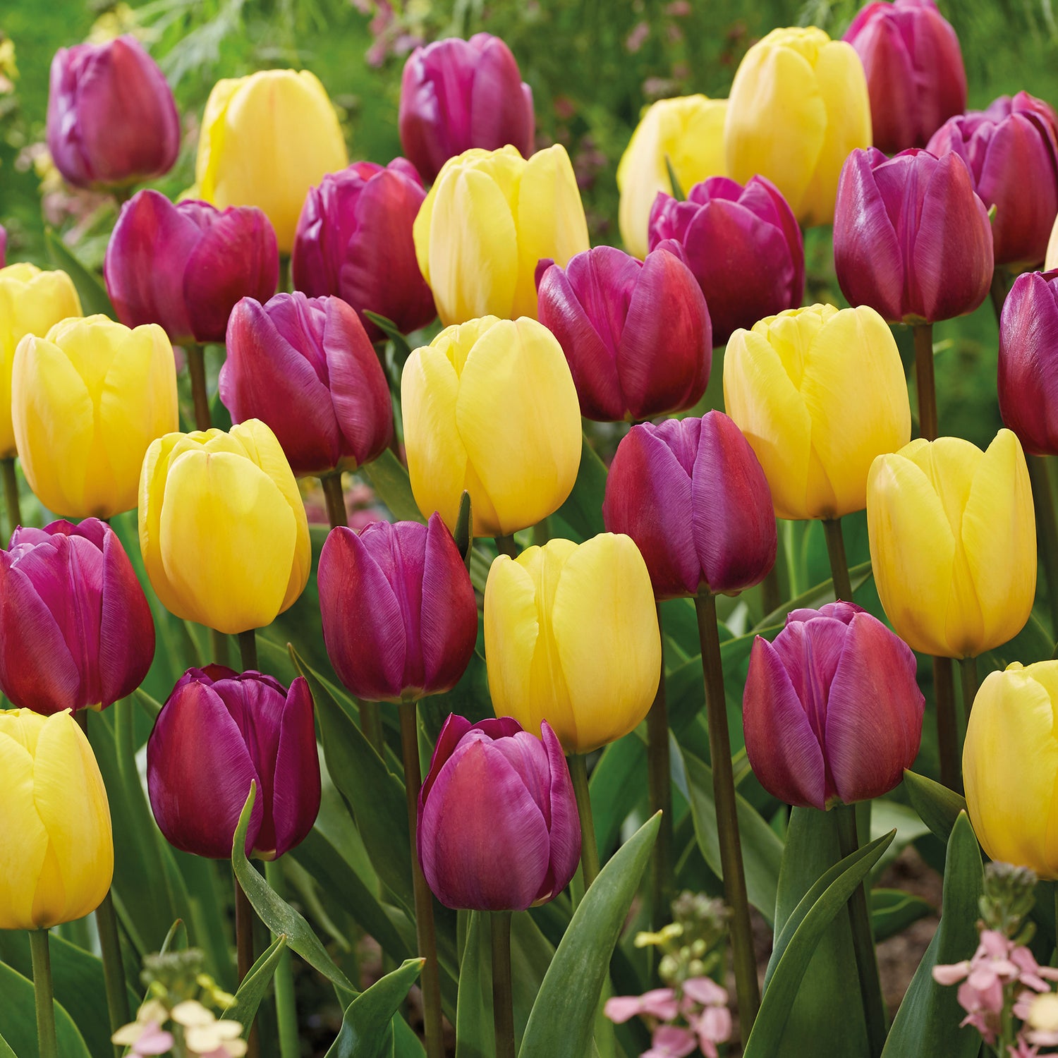 40 kpl Tulppaanilajitelma 'Happy Butterfly'