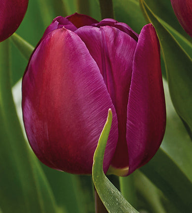 40 kpl Tulppaanilajitelma 'Happy Butterfly'