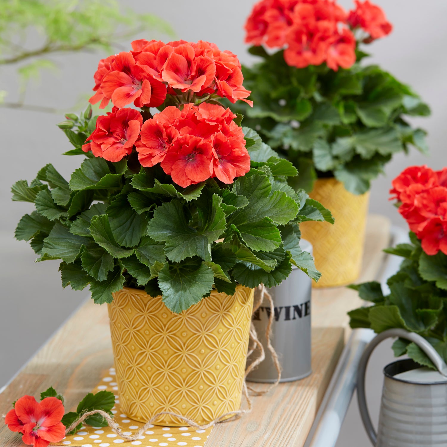 3 kpl Jalopelargoni ’Coral Sunset’