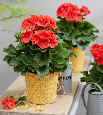 3 kpl Jalopelargoni ’Coral Sunset’