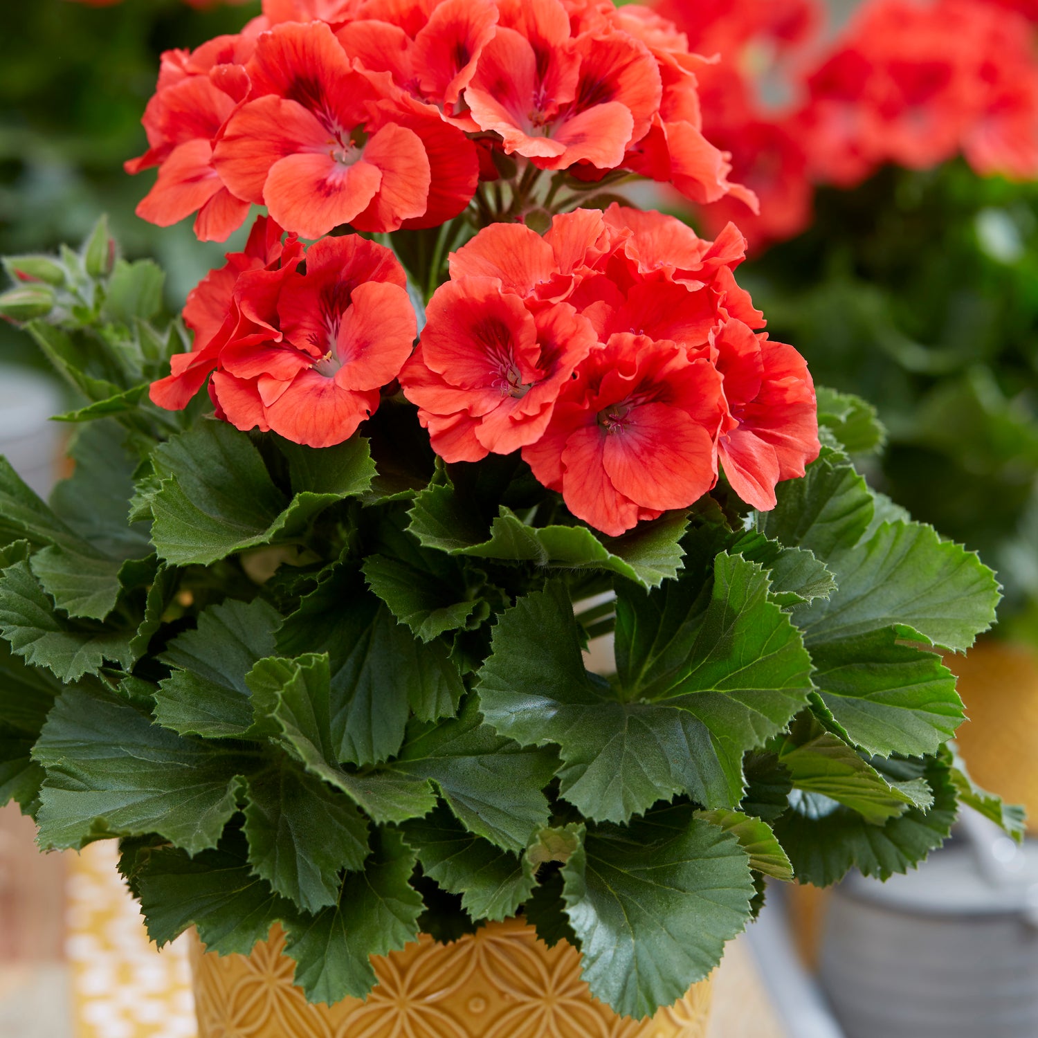 3 kpl Jalopelargoni ’Coral Sunset’