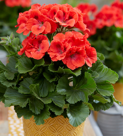 3 kpl Jalopelargoni ’Coral Sunset’