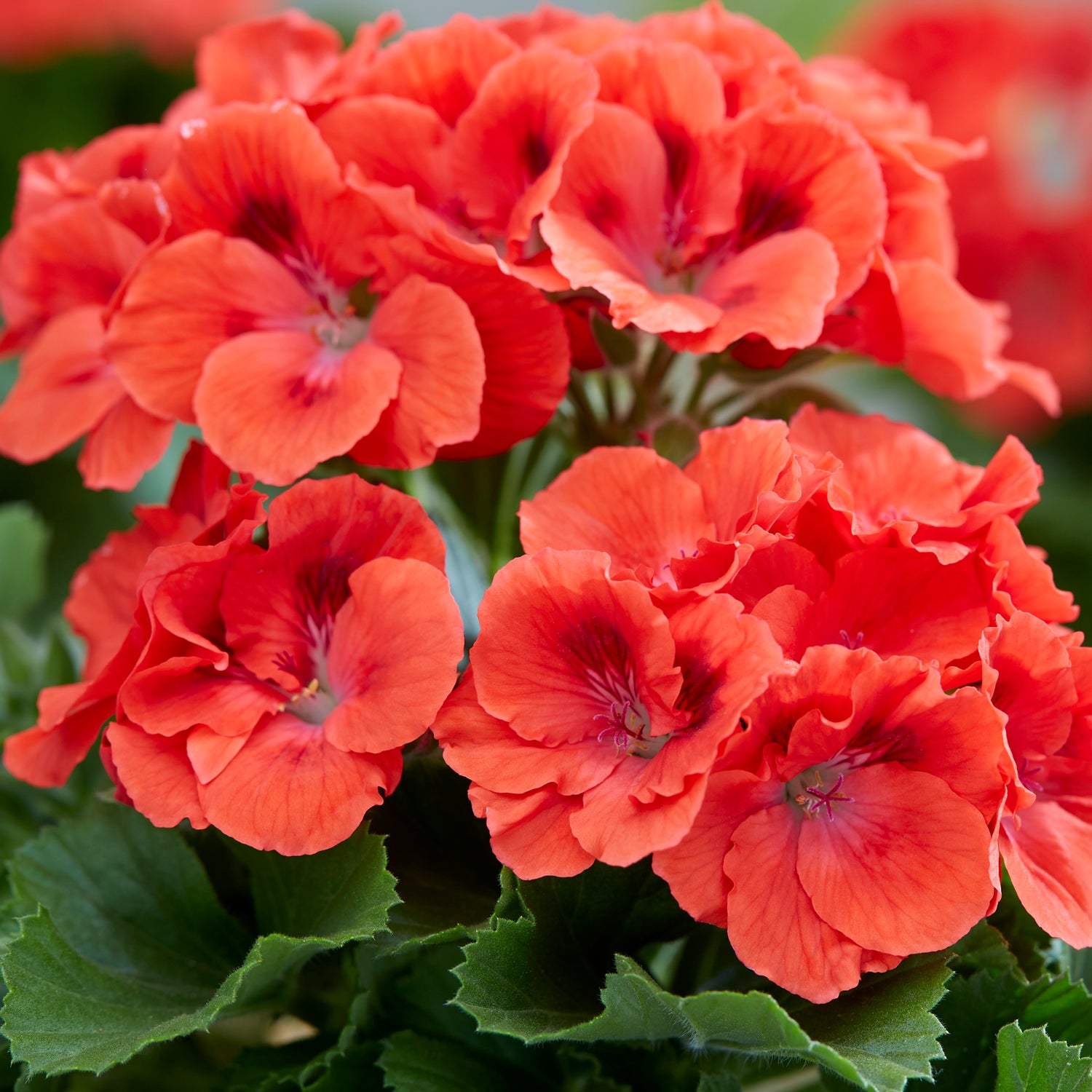 3 kpl Jalopelargoni ’Coral Sunset’