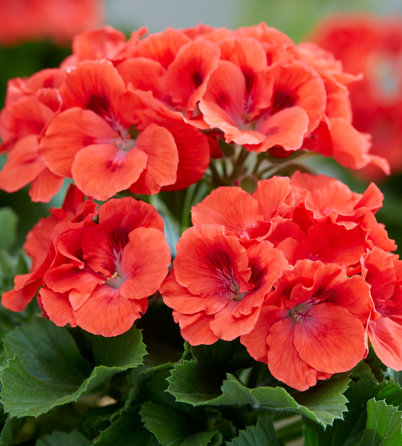 3 kpl Jalopelargoni ’Coral Sunset’