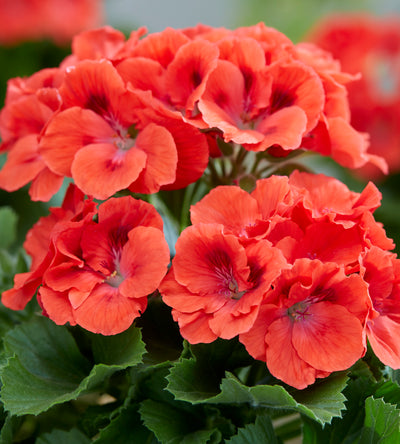 3 kpl Jalopelargoni ’Coral Sunset’