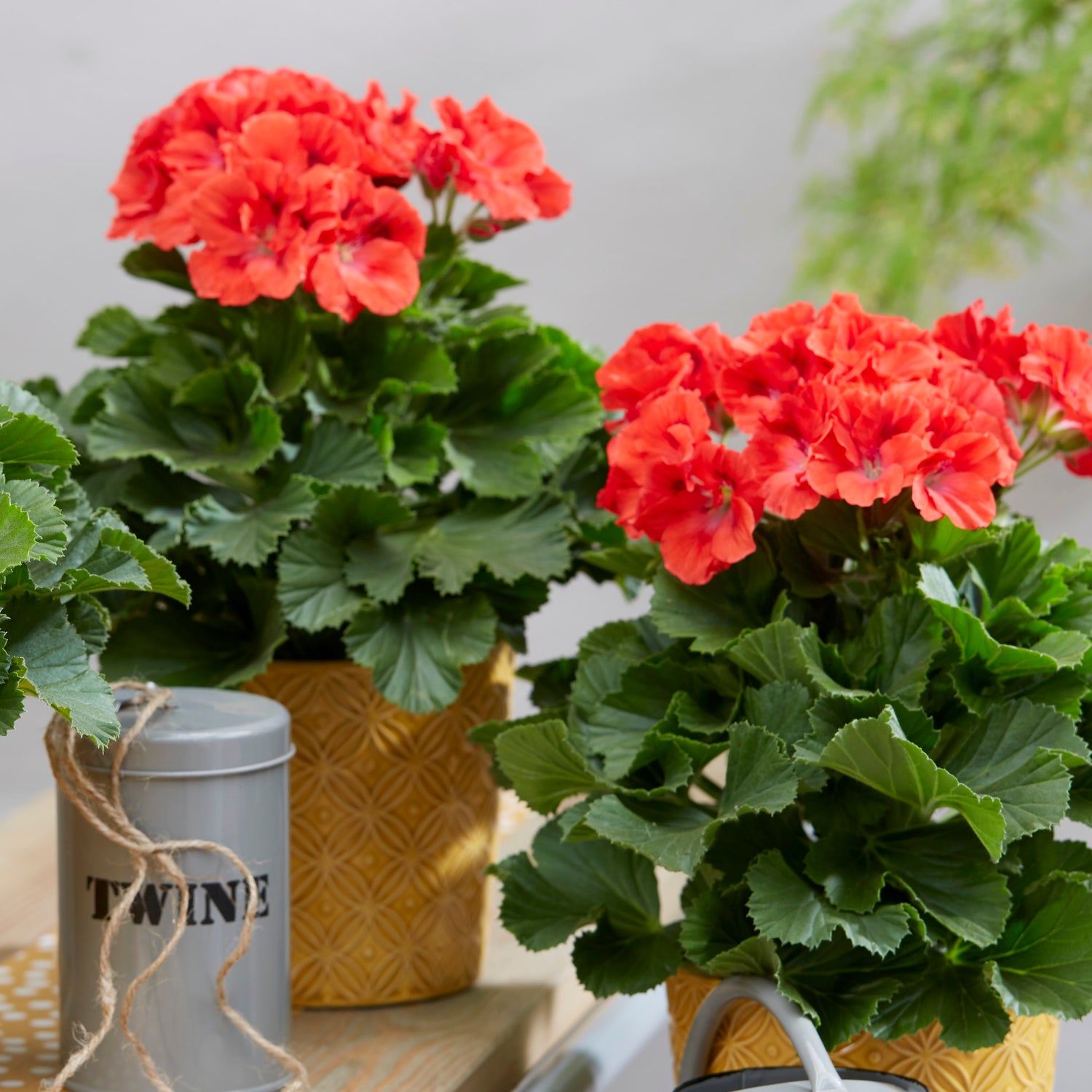 3 kpl Jalopelargoni ’Coral Sunset’