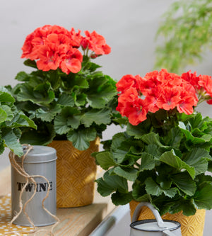 3 kpl Jalopelargoni ’Coral Sunset’