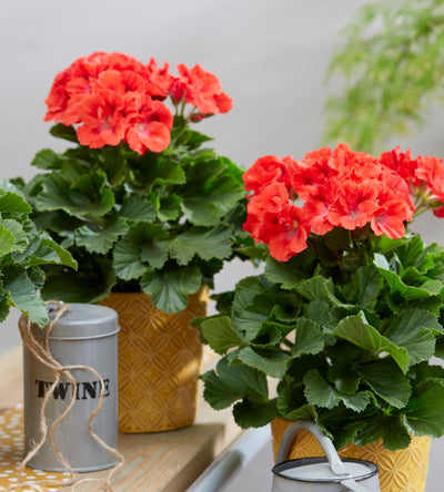 3 kpl Jalopelargoni ’Coral Sunset’