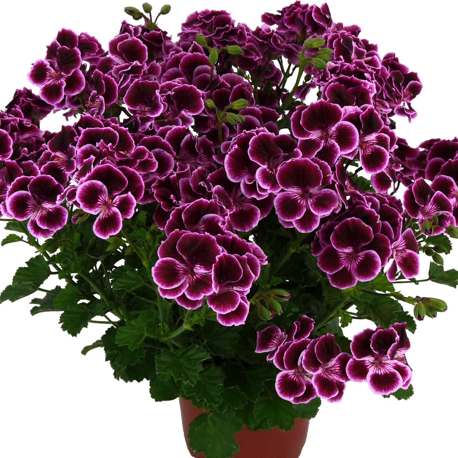 3 kpl Tuoksupelargoni 'Megan’