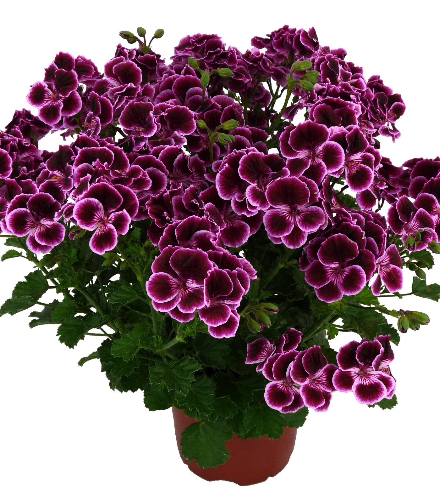 3 kpl Tuoksupelargoni 'Megan’