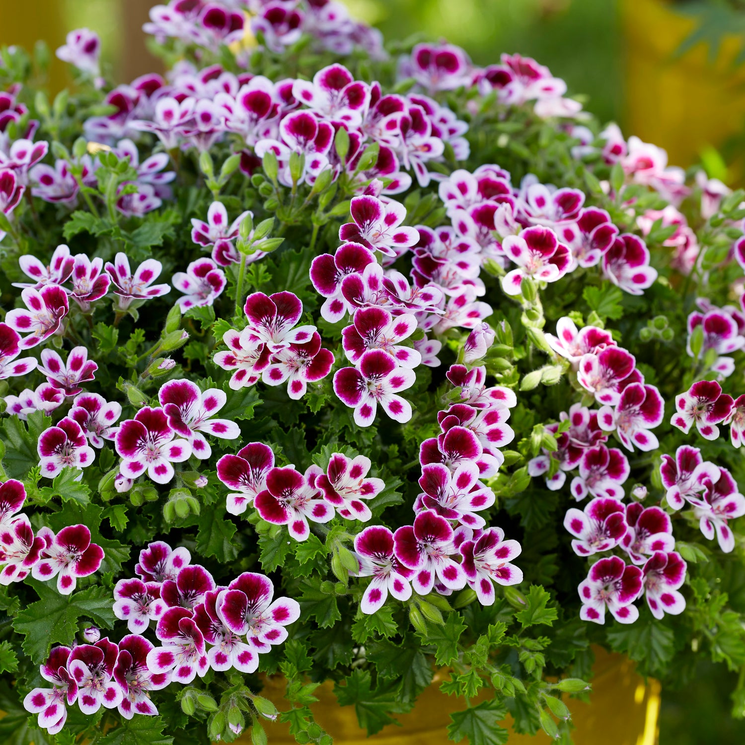 Tuoksupelargoni ’Nova’ 3 kpl